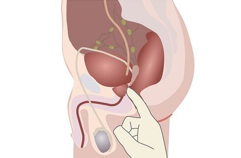 anatomia męskiej prostaty